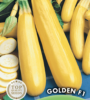 Courgette jaune Golden F1