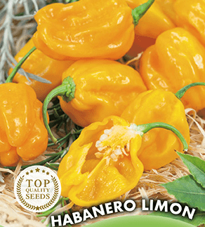 Piment Habanero Limon