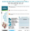 Navet potager Milan